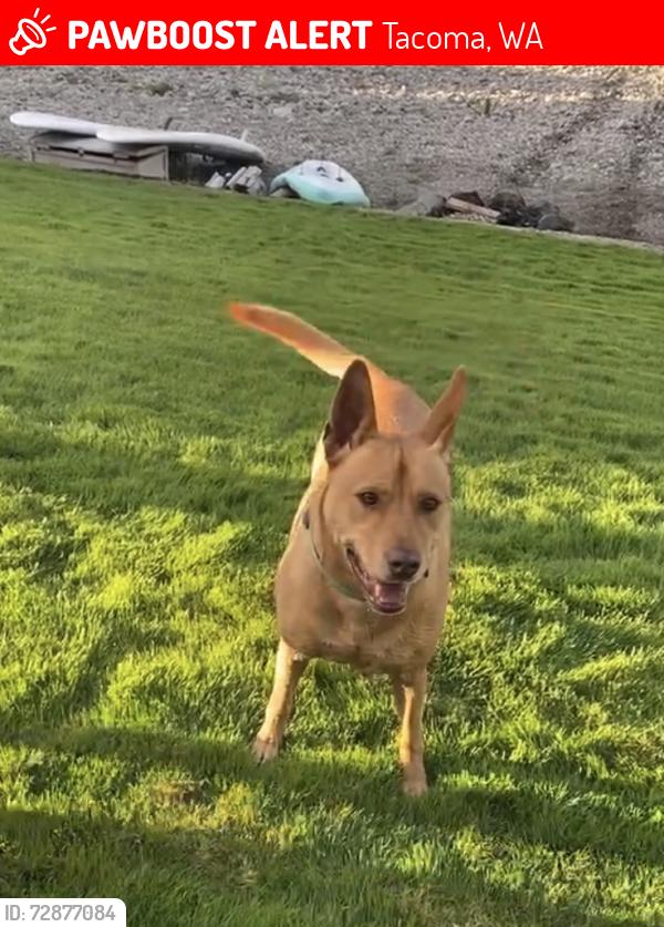 Lost Female Dog last seen Near N 28th and Carr, Tacoma, WA 98403