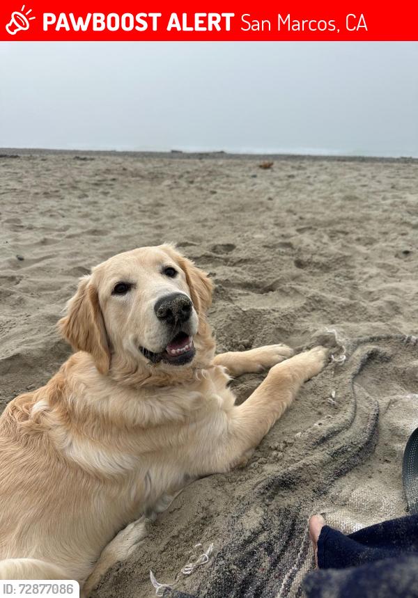 Lost Female Dog last seen Via arboles, By the money pit, San Marcos, CA 92069