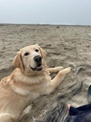 Lost Female Dog last seen Via arboles, By the money pit, San Marcos, CA 92069