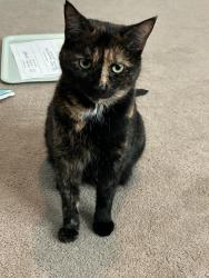 Lost Female Cat last seen 39th, Erie, PA 16508