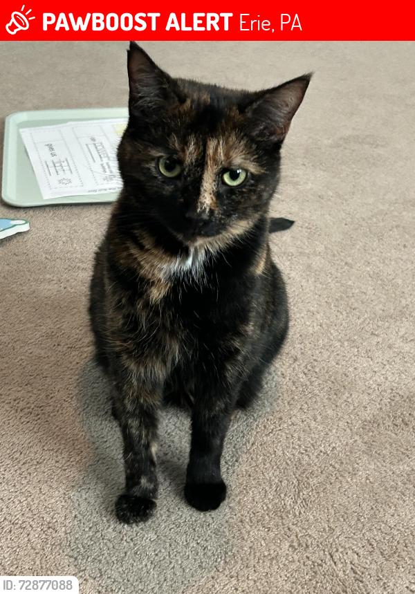 Lost Female Cat last seen 39th, Erie, PA 16508