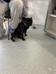 Found/Stray Female Dog last seen Barack Obama High School, Milwaukee, WI 53209