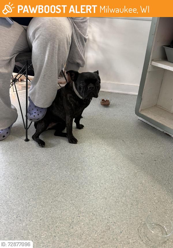 Found/Stray Female Dog last seen Barack Obama High School, Milwaukee, WI 53209
