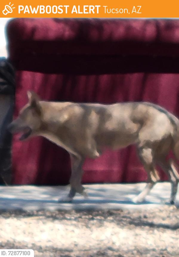 Found/Stray Female Dog last seen Valencia and Littletown, Empire Vista Neighborhood, Tucson, AZ 85756