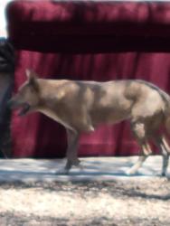 Found/Stray Female Dog last seen Valencia and Littletown, Empire Vista Neighborhood, Tucson, AZ 85756
