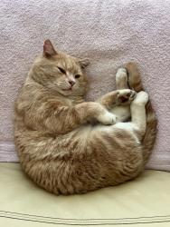 Lost Male Cat last seen Yoho Dr. and Sauble Dr., Ottawa, ON K2M 2V4