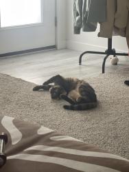 Lost Male Cat last seen Clermont county airport , Batavia, OH 45103