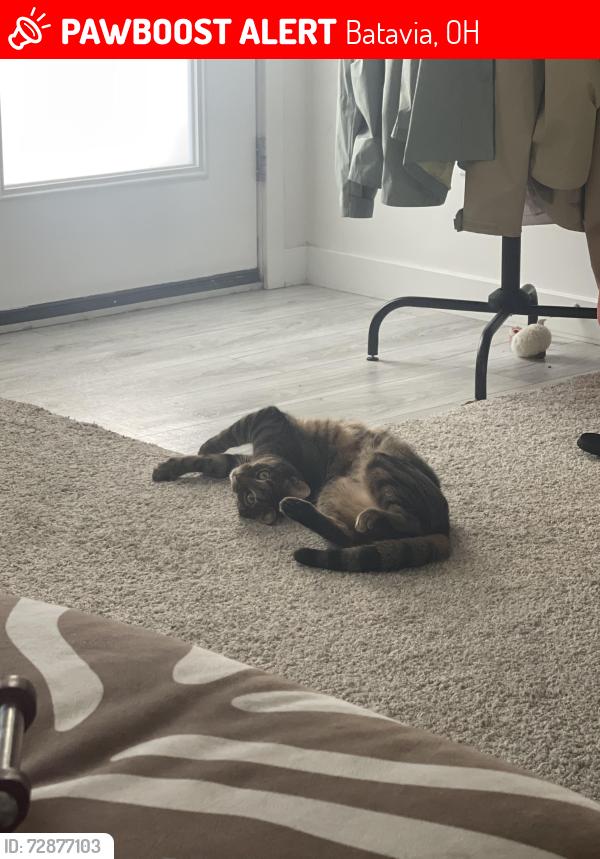 Lost Male Cat last seen Clermont county airport , Batavia, OH 45103
