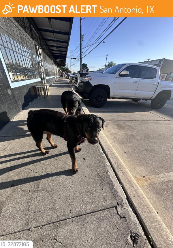Found/Stray Female Dog last seen Blanco and Fulton , San Antonio, TX 78212