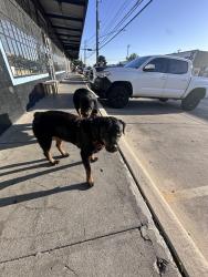 Found/Stray Female Dog last seen Blanco and Fulton , San Antonio, TX 78212