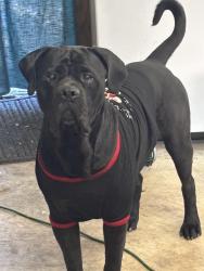 Lost Male Dog last seen Yard, Beaumont, TX 77707