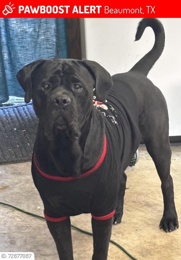 Lost Male Dog last seen Yard, Beaumont, TX 77707