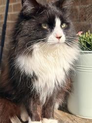 Lost Male Cat last seen Clinton Park, , Tattershall, England LN4