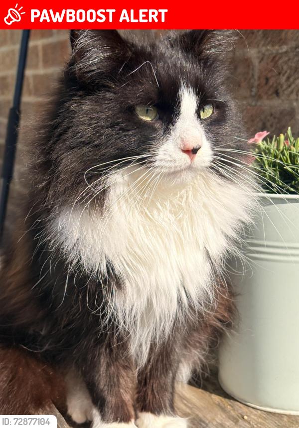 Lost Male Cat last seen Clinton Park,, Tattershall, England LN4