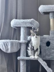 Lost Female Cat last seen Church Road, crowborough TN6 1YA, East Sussex, England TN6 1YA