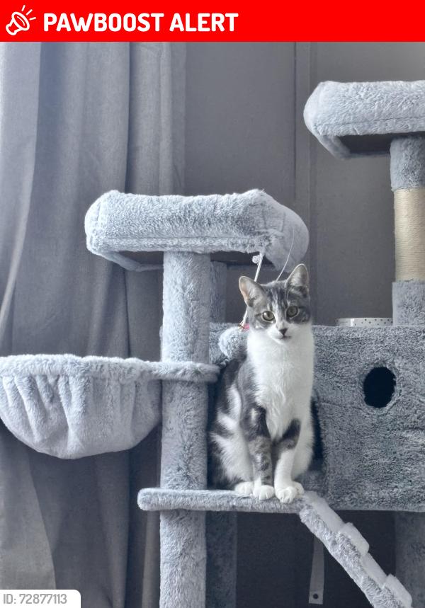 Lost Female Cat last seen Church Road, crowborough TN6 1YA, East Sussex, England TN6 1YA