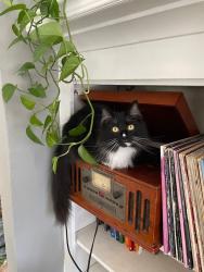 Lost Male Cat last seen Paxton and Academy street, Ferndale, MI 48220