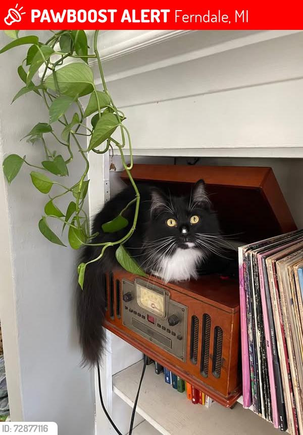 Lost Male Cat last seen Paxton and Academy street, Ferndale, MI 48220