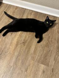 Found/Stray Female Cat last seen Zlaten, Longmont, CO 80504