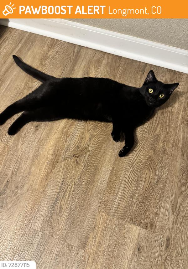 Found/Stray Female Cat last seen Zlaten, Longmont, CO 80504