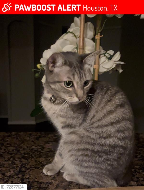 Lost Female Cat last seen Whole foods, Houston, TX 77070