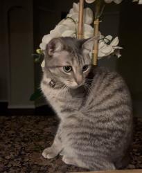 Lost Female Cat last seen Whole foods, Houston, TX 77070
