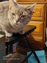 Lost Female Cat last seen Across from Jenifer mcFalls park, on carrier between Marshall & ey, Grand Prairie, TX 75051