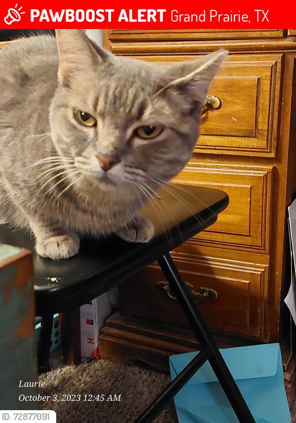 Lost Female Cat last seen Across from Jenifer mcFalls park, on carrier between Marshall & ey, Grand Prairie, TX 75051