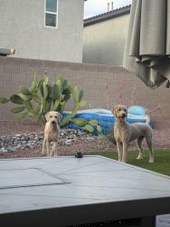 Found/Stray Unknown Dog last seen Near North 5th , North Las Vegas, NV 89084