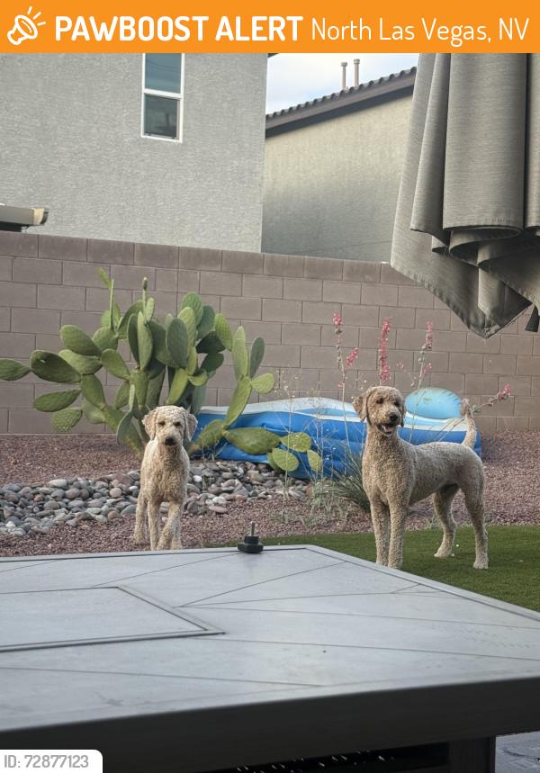 Found/Stray Unknown Dog last seen Near North 5th , North Las Vegas, NV 89084