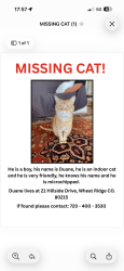 Lost Male Cat last seen Hillside and Oak street, Wheat Ridge, CO 80215