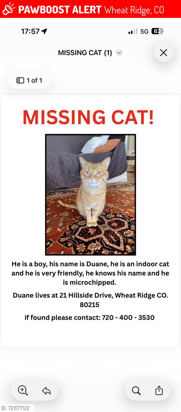 Lost Male Cat last seen Hillside and Oak street, Wheat Ridge, CO 80215