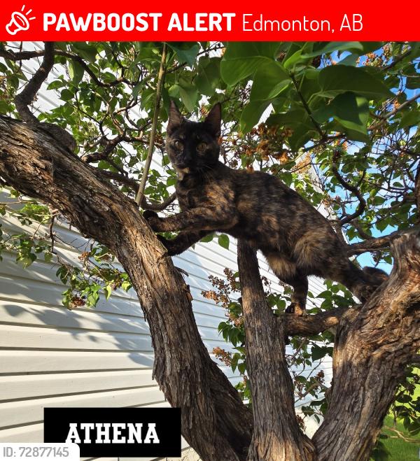 Lost Female Cat last seen 41st street, Edmonton, AB 