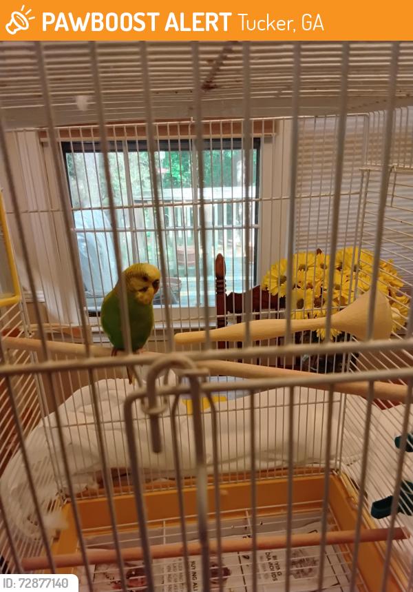 Found/Stray Male Bird last seen Hugh Howell and Mountclaire Court, Tucker, GA 30087