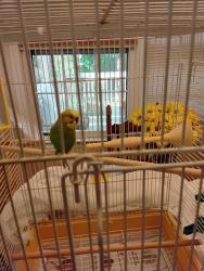 Found/Stray Male Bird last seen Hugh Howell and Mountclaire Court, Tucker, GA 30087