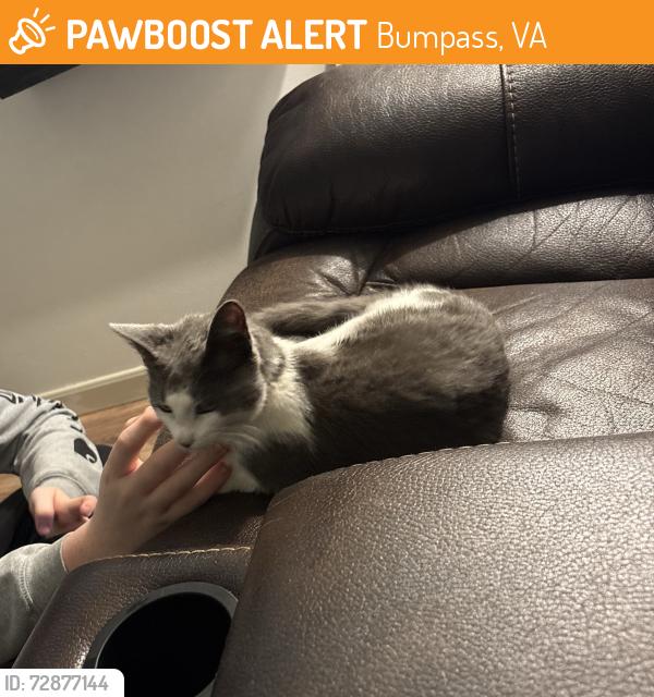 Found/Stray Female Cat last seen Forest View & Blount’s Harbor, Bumpass, VA 23024
