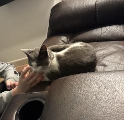Found/Stray Female Cat last seen Forest View & Blount’s Harbor , Bumpass, VA 23024