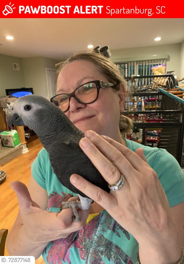 Lost Male Bird last seen Deaf and blind school, Spartanburg, SC 29302