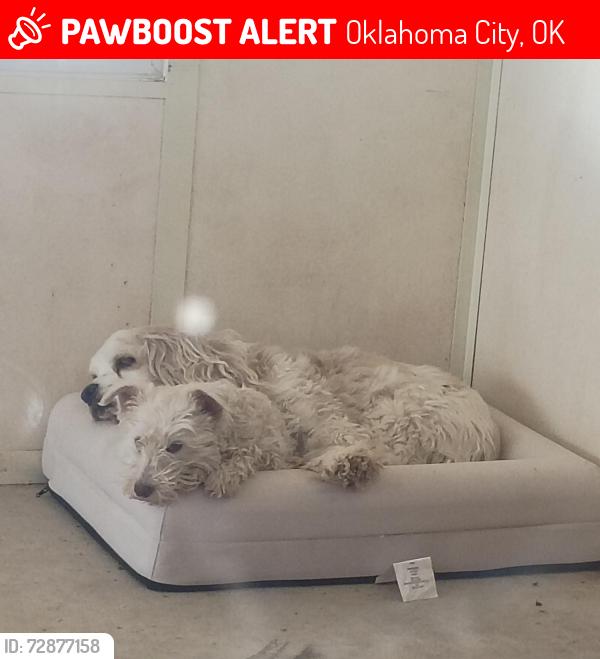 Lost Male Dog last seen Se 46 durland, Oklahoma City, OK 73129