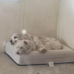 Lost Male Dog last seen Se 46 durland, Oklahoma City, OK 73129