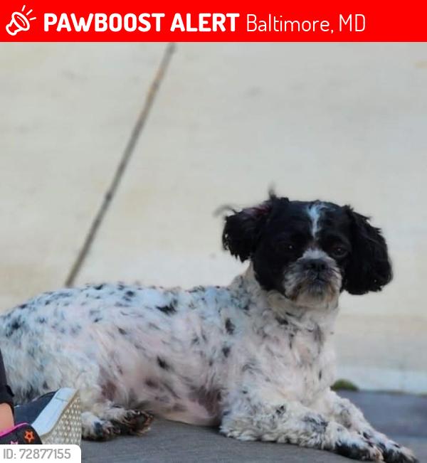 Lost Male Dog last seen Brooklyn Park, near Virginia Avenue , Baltimore, MD 21225