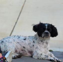 Lost Male Dog last seen Brooklyn Park, near Virginia Avenue , Baltimore, MD 21225