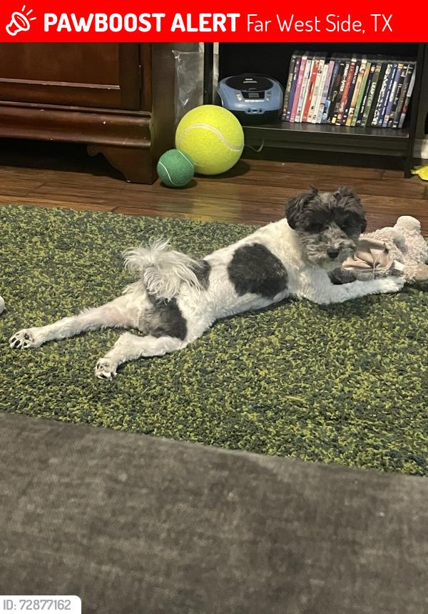 Lost Female Dog last seen Behlau Elementary, Far West Side, TX 78245