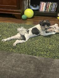 Lost Female Dog last seen Behlau Elementary, Far West Side, TX 78245