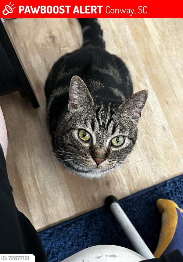 Lost Female Cat last seen Near Bellamy Ave, Conway, SC 29526