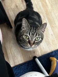 Lost Female Cat last seen Near Bellamy Ave, Conway, SC 29526