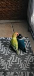 Lost Unknown Bird last seen Nubia st and alderson ave, Baldwin Park, CA 91706