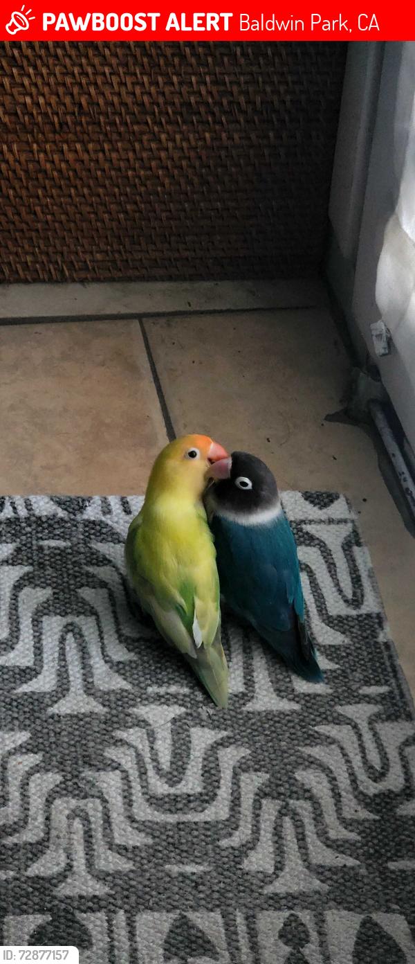 Lost Unknown Bird last seen Nubia st and alderson ave, Baldwin Park, CA 91706