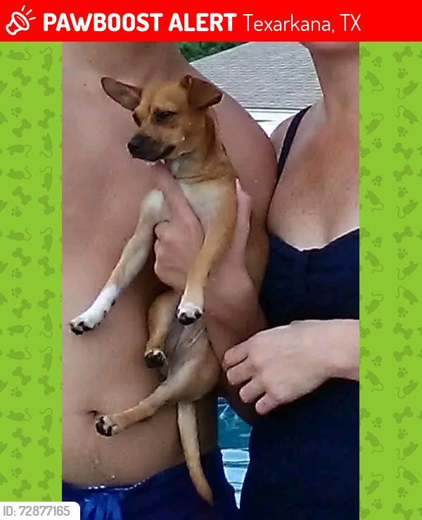Lost Female Dog last seen Rose Hill Cemetery , Texarkana, TX 75501