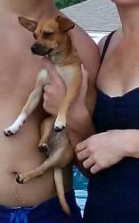 Lost Female Dog last seen Rose Hill Cemetery , Texarkana, TX 75501